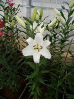 [5390 Signum 2N VZ No02.JPG]